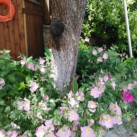 Dimitra ניקיאנה